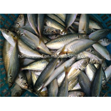 Bqf Frozen Seafood Horse Mackerel Fish